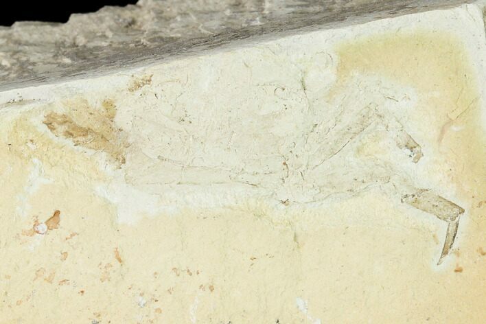 Miocene Pea Crab (Pinnixa) Fossil - California #141622